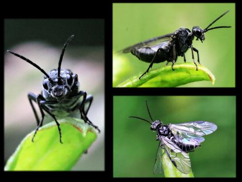 Réf. 251 855 : Dolerus sp.